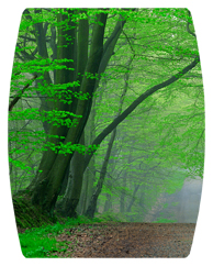 DAREC 128 Forest Serenity Forest Path